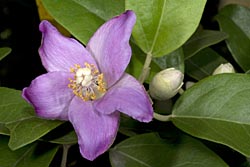 lagunaria patersonii thumbnail graphic